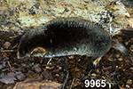 Parascalops breweri, Hairy-tailed Mole
